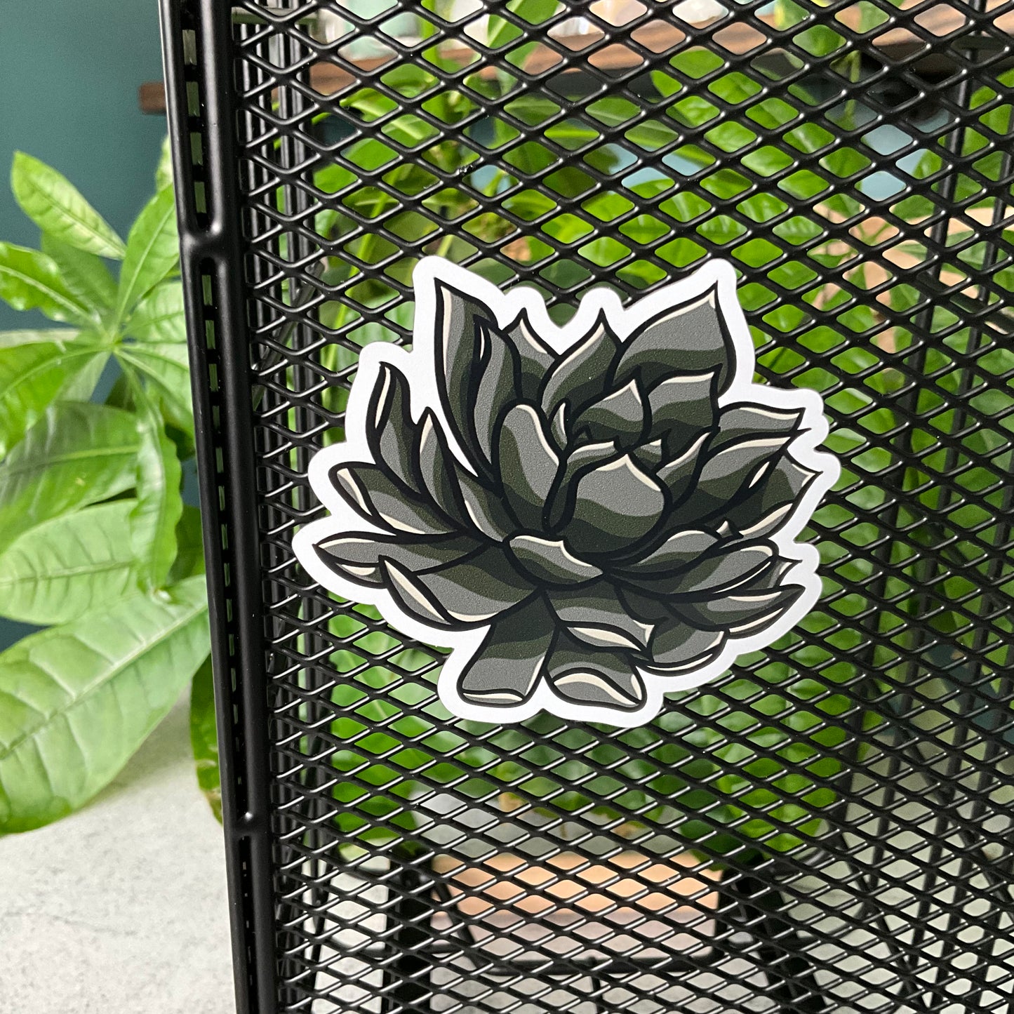 Succy Succulent Magnet Set