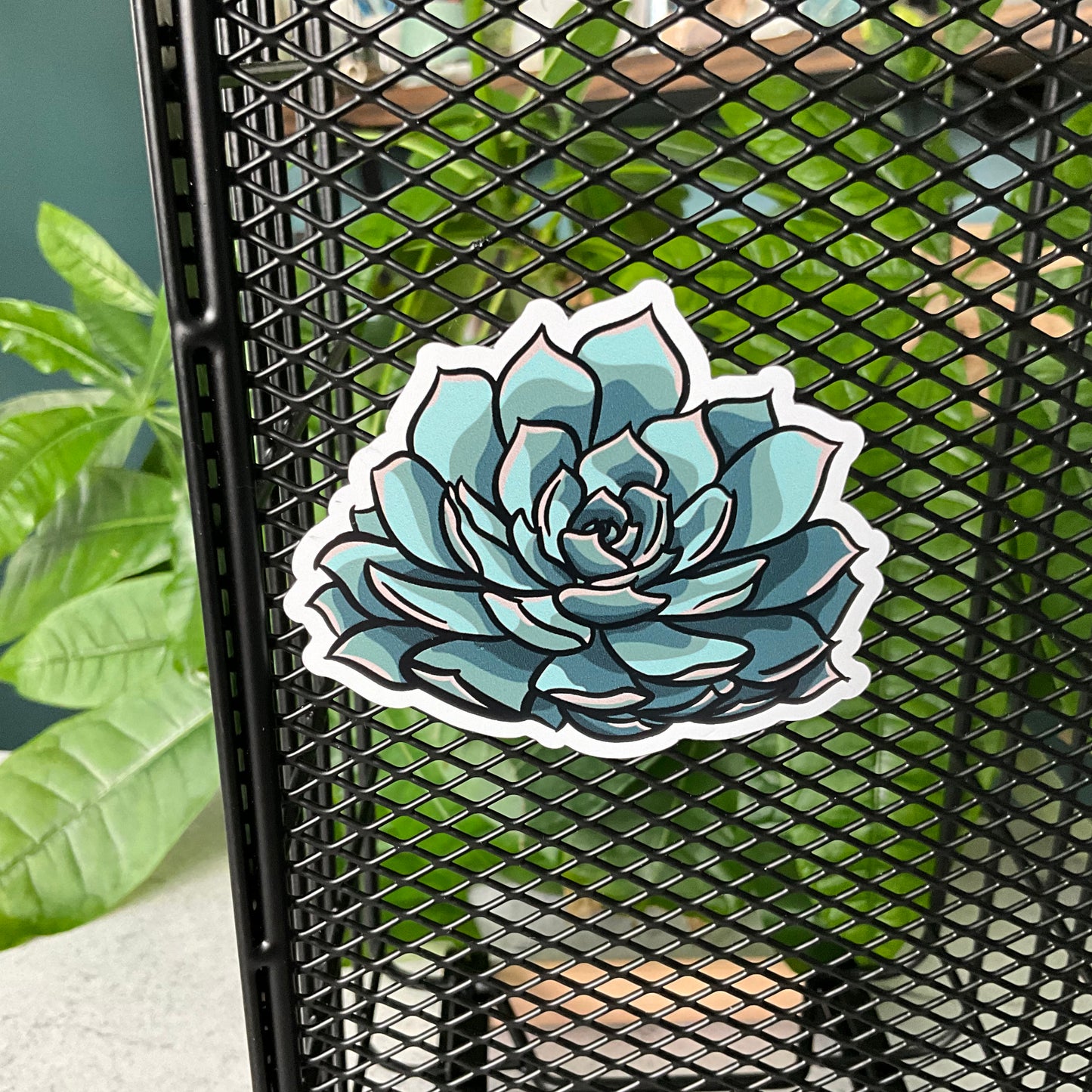 Succy Succulent Magnet Set