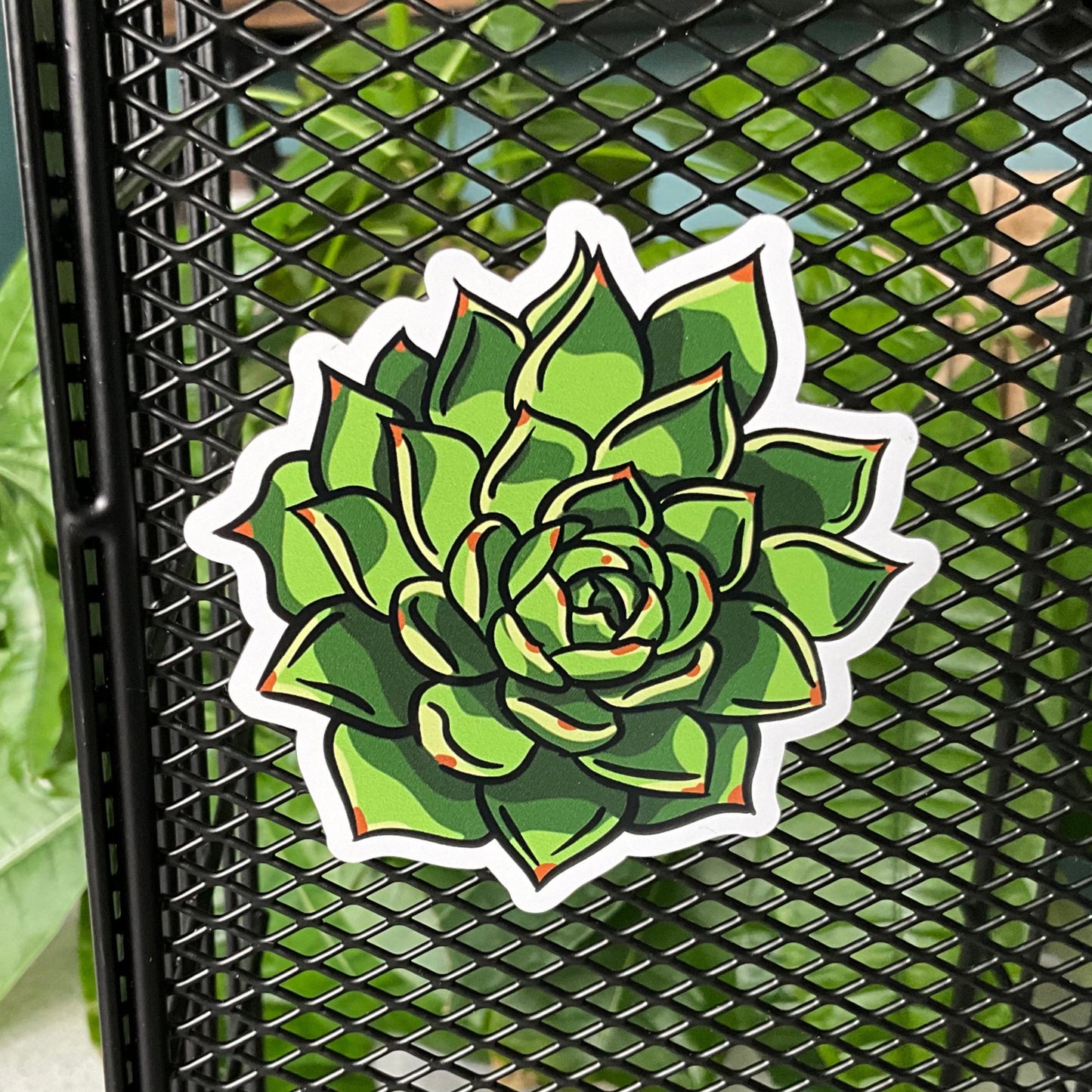 Succy Succulent Magnet 6