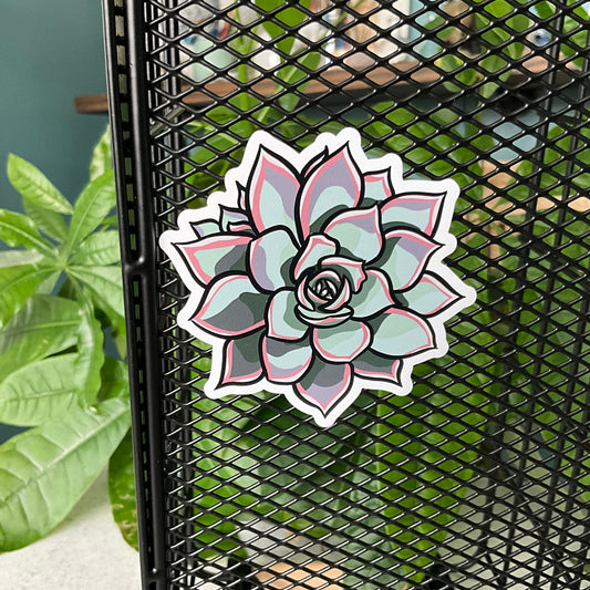 Succy Succulent Magnet Set
