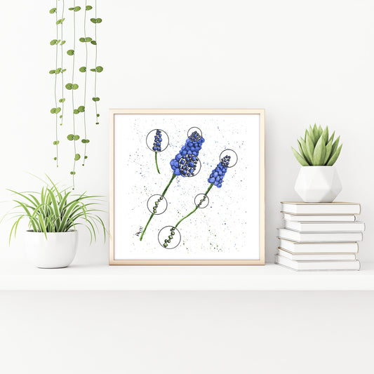 Muscari Watercolor Painting