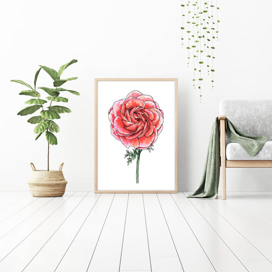 Ranunculus Watercolor Print