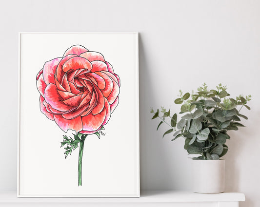 Ranunculus Watercolor Print