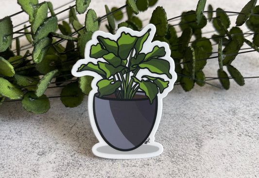 Pothos House Plant Vinyl Sticker