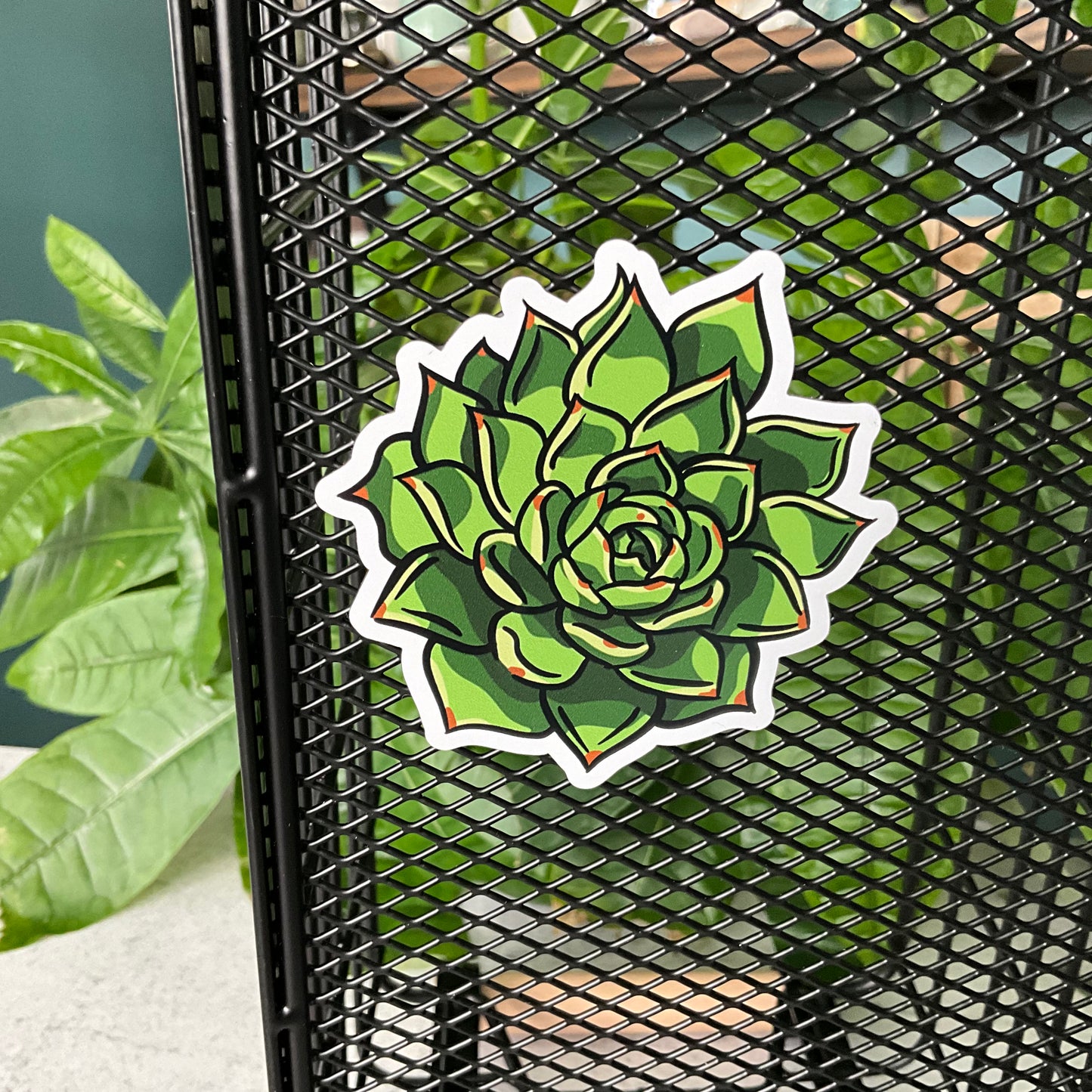 Succy Succulent Magnet Set