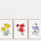 Bishop Dahlia Watercolor Print